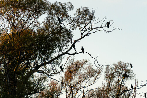Kormoran