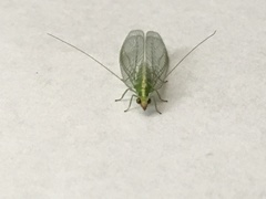 Chrysoperla pudica-group