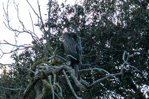 Kormoran