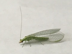 Chrysoperla pudica-group