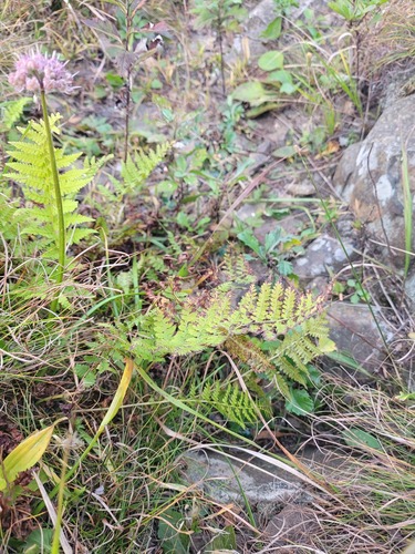 Athyrium yokoscense, photograph 3