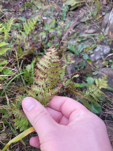 Athyrium yokoscense, photograph 4