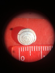 Euchemotrema fraternum