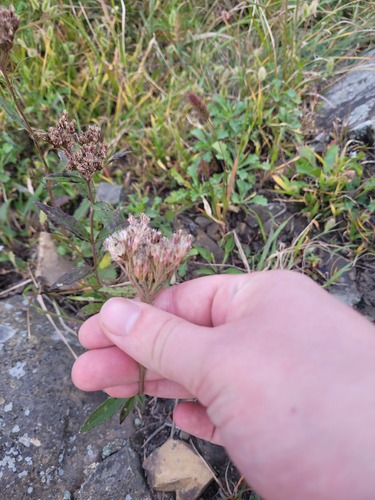 Eupatorium lindleyanum, photograph 4