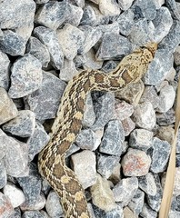 Pituophis catenifer affinis