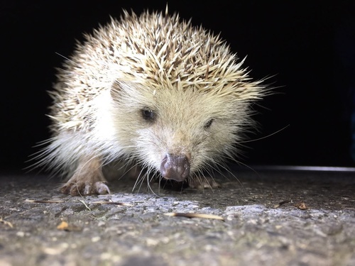 Amur Hedgehog