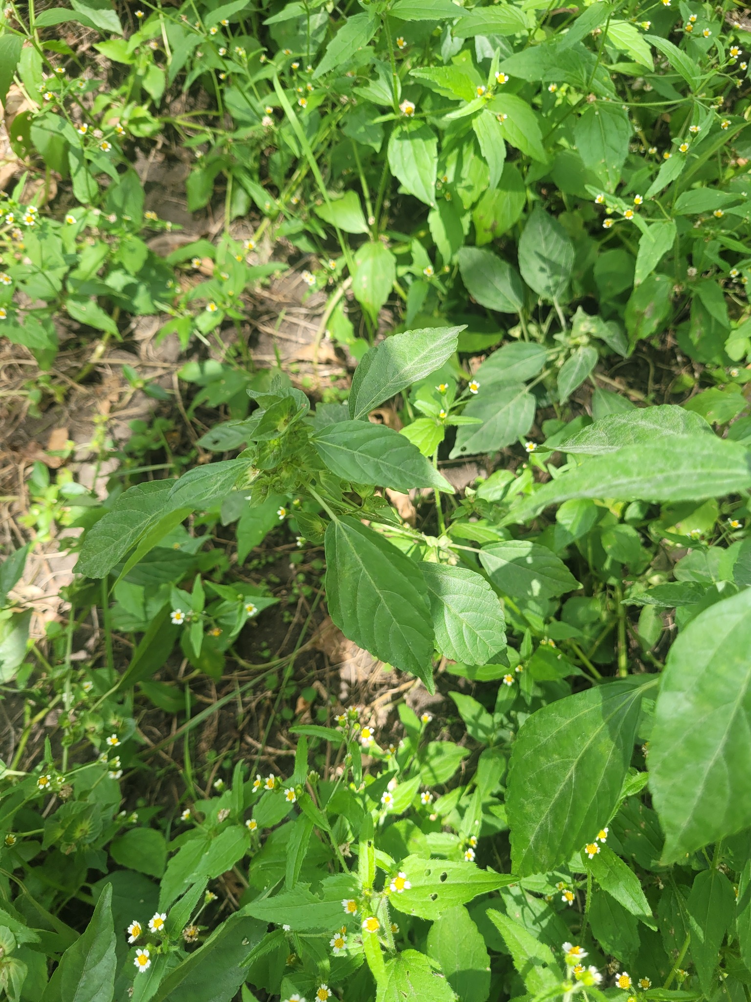 Asian Copperleaf (Acalypha australis)