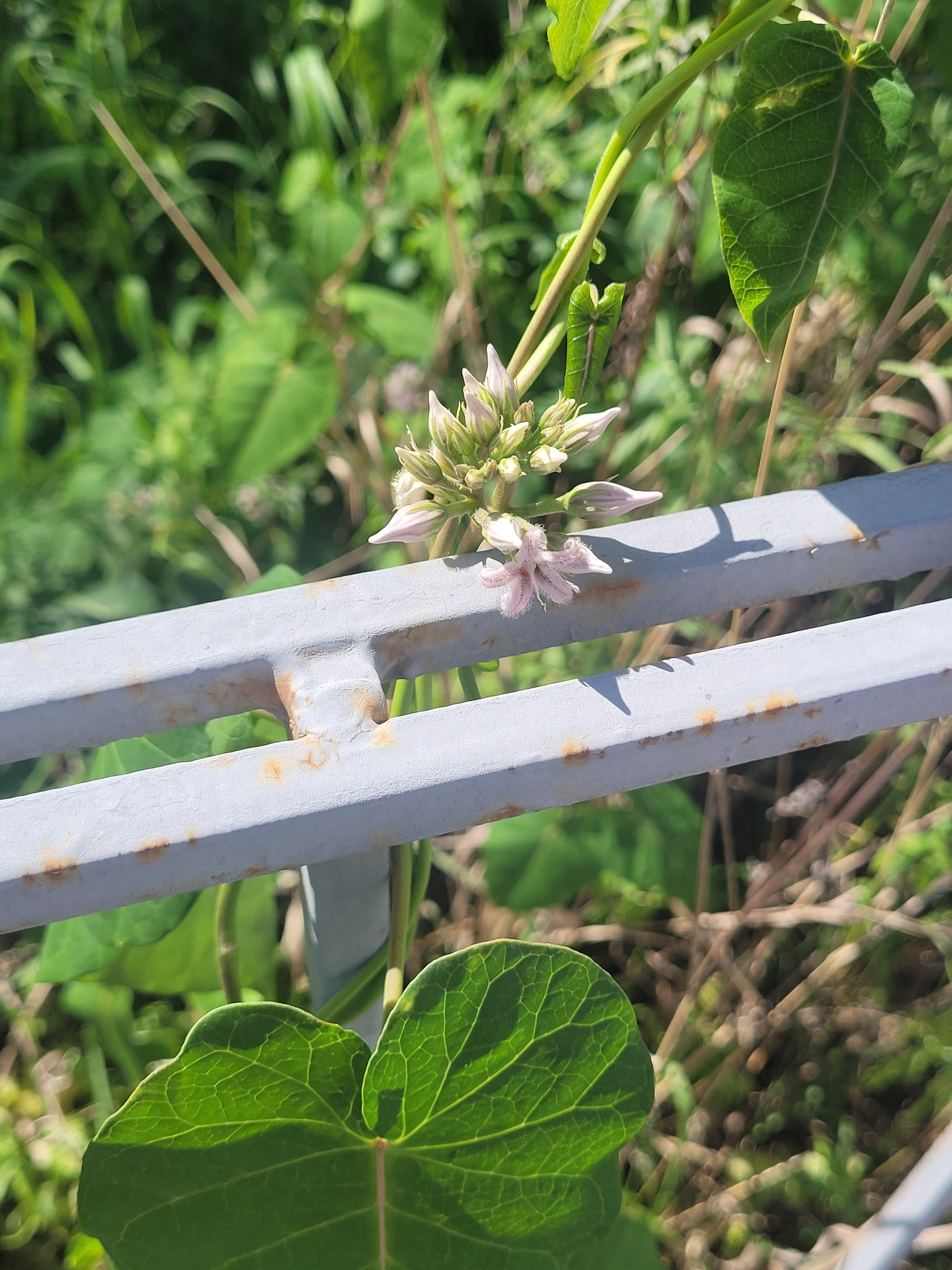 Cynanchum Rostellatum (Cynanchum rostellatum)