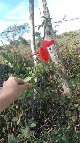 Periandra coccinea