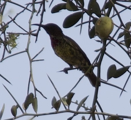 Scarlet-chested Sunbird