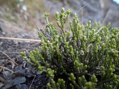 Helichrysum parvifolium