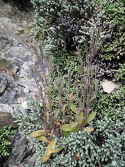 Myosotis australis
