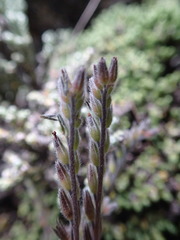 Myosotis australis