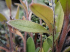Myosotis australis