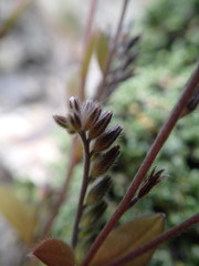 Myosotis australis