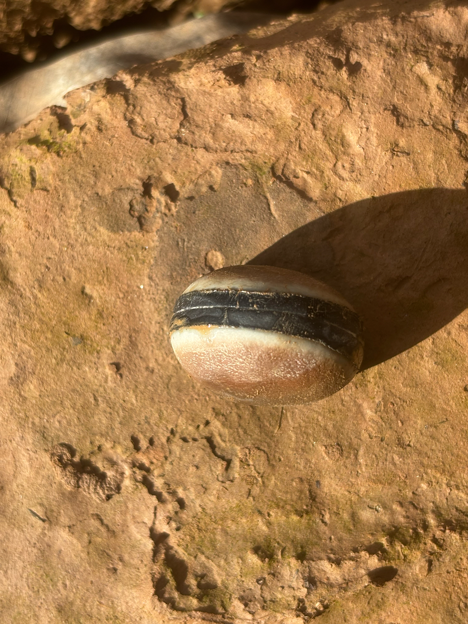 Mucuna urens