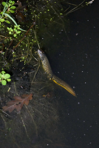 Great Crested Newt