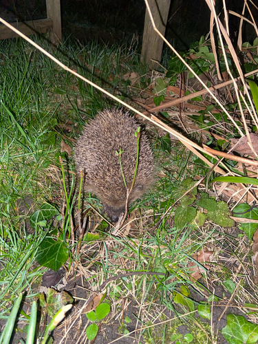 European Hedgehog