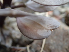 Notothlaspi rosulatum