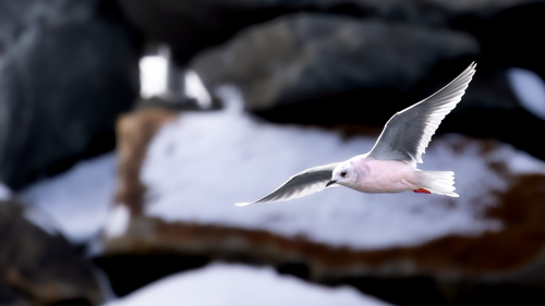 Gaviota rosada (Rhodostethia rosea)