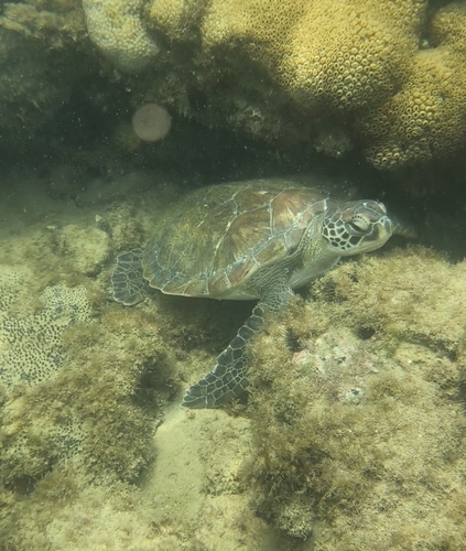 Chelonia mydas