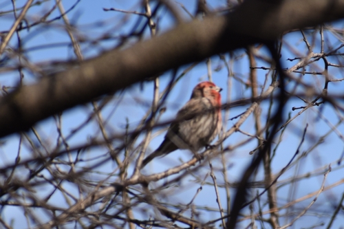 House Finch