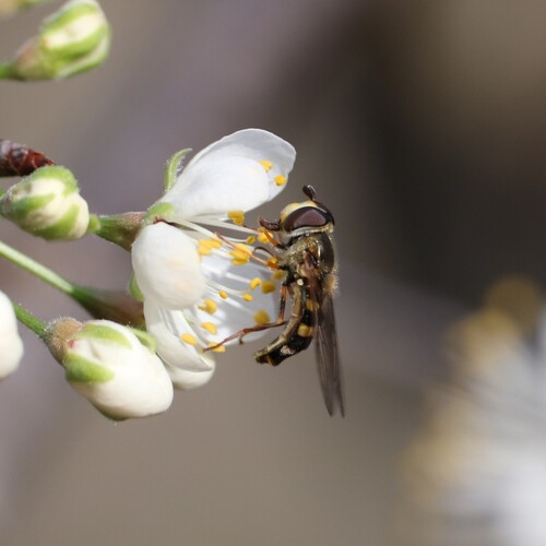 Unknown species found near Hollywood Park, TX 78232, USA