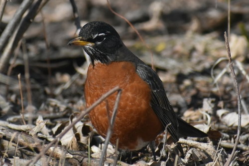 American Robin