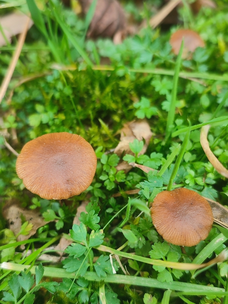 Tubaria · February 2026 · photo: © niichneumon (iNaturalist, cc0)