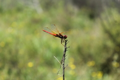 Sympetrum illotum