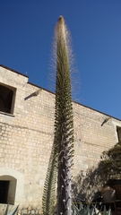 Agave guiengola