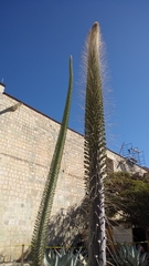 Agave guiengola
