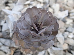 Notothlaspi rosulatum