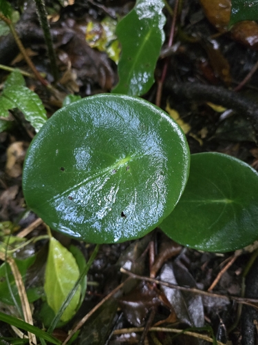 Peperomia hernandiifolia