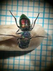Chrysis bicolor