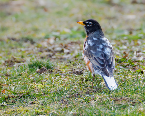 American Robin photographed in Ohio