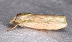 Earias huegeliana