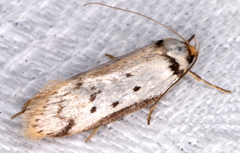 Philobota thiocrossa