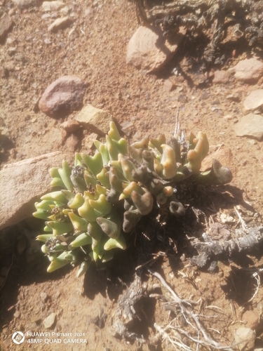 Elkhorn plant (Rhombophyllum dolabriforme)