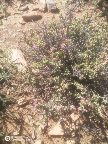 Barbed Tentfig (Ruschia intricata)
