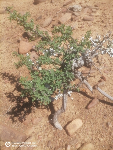 Karoo Gold (Rhigozum obovatum)