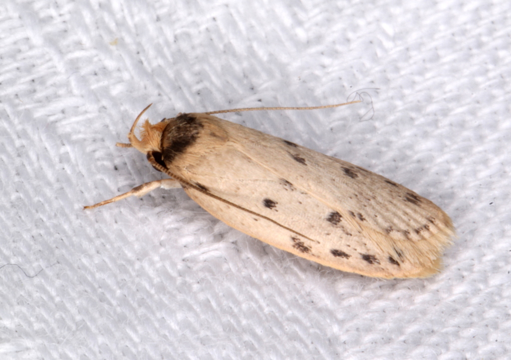 Eulechria rhymodes
