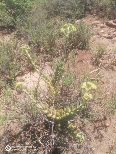 Crassula mesembryanthoides (Crassula mesembryanthoides)