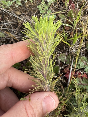 Exserted Indian Paintbrush foliage