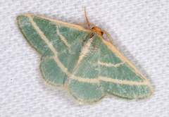 Mixocera latilineata