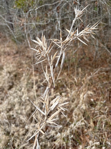 Velvet Panicum (Dichanthelium scoparium)