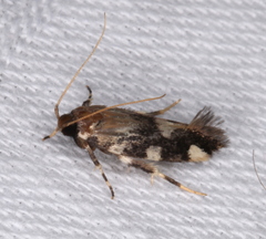 Macrobathra arrectella
