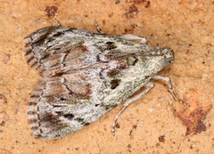 Enchesphora recurvalis