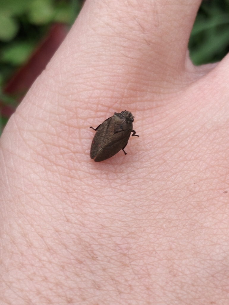 True Bugs, Hoppers, Aphids, and allies in February 2026 by Felipe ...