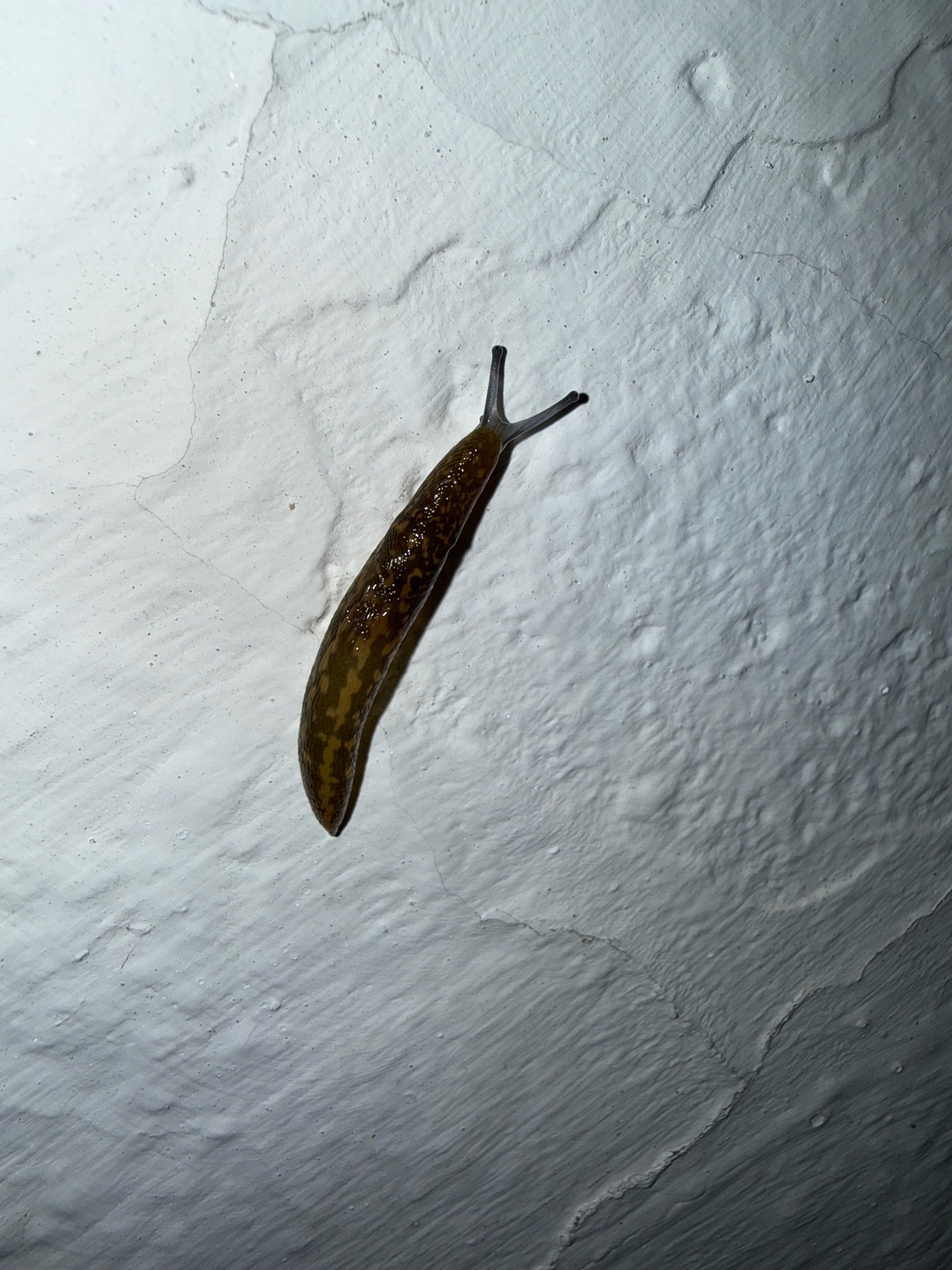 Babosa europea amarilla